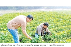 আগাছা যখন আশার আলো  