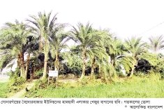 তিন মাসের পরিশ্রমে পাঁচগুণ মুনাফা অর্জনের আশায় রস বাগানী  