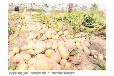 বগুড়ায় সবজির পর আলু রপ্তানির লক্ষ্যমাত্রা নির্ধারণ  