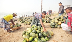 ট্রাক ও ট্রলারে করে রাজধানীর শ্যামবাজার পাইকারি আড়তে নিয়ে আসা হয়েছে মিষ্টি কুমড়া  