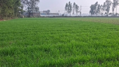 গম চাষে আগ্রহ হারাচ্ছেন দিনাজপুরের কৃষকরা