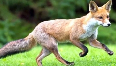 সিরাজগঞ্জে শিয়ালের কামড়ে নারীর মৃত্যু, আহত ৫