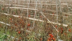 কমলগঞ্জে চোখের সামনেই নষ্ট হচ্ছে কৃষকের কষ্টার্জিত ফসল