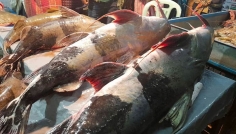 পৌষ-সংক্রান্তি উপলক্ষে মৌলভীবাজারে শতবর্ষী মাছের মেলা