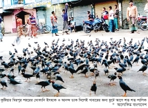 ‘আয় বললেই ছুটে আসে শত শত শালিক’  