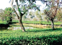 প্রকৃতি ও মানুষ  