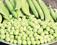 মটরশুঁটি খাওয়ার উপকারিতা  