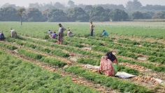 পাবনায় গাজর আবাদে ভাগ্যবদল চাষীদের