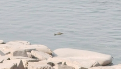 রাজবাড়ীর পদ্মায় দেখা মিললো কুমিরের, আতঙ্কে পাড়ের বাসিন্দারা