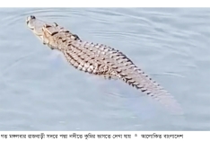 রাজবাড়ীর পদ্মায় কুমির, নদীপাড়ে আতঙ্ক  