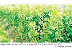 চান্দিনায় গ্রামীণ অর্থনীতিতে সবজি বিপ্লব  