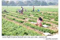 পাবনায় গাজর চাষে বিপ্লব  