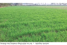 দিনাজপুরে গম চাষে আগ্রহ হারাচ্ছেন কৃষক  