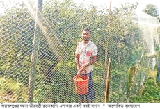 সিরাজগঞ্জে বরই চাষে ফিরছে সচ্ছলতা  