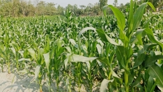 ফুলবাড়ীতে বালু চরে ভুট্টার বাম্বার ফলনের সম্ভাবনা