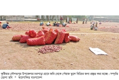 কুষ্টিয়ায় মুড়িকাটা পেঁয়াজ চাষ লক্ষ্যমাত্রা ছাড়িয়েছে  