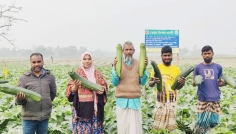 দিনাজপুরে নতুন ফসল স্কোয়াশে চাষিদের সাফল্য