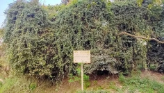 পাবনায় পাখির অভয়াশ্রম অবৈধ দখলদারদের থাবায় ধ্বংসের মুখে