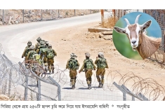 সিরিয়া থেকে ২৫০ ছাগল চুরি করে ধরা খেল ইসরায়েলি সেনারা  