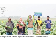 বিদেশি সবজি স্কোয়াশ চাষে সাফল্য  