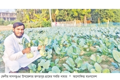 দাগনভূঞায় সবজির বাণিজ্যিক চাষে সাফল্য  