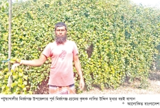 বল সুন্দরী বরই চাষ করে স্বাবলম্বী কৃষক  