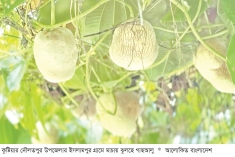 গাছআলুর বাণিজ্যিক চাষ বাড়ছে  