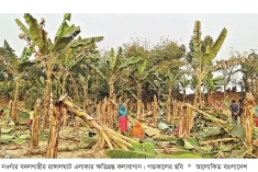 নওগাঁয় কৃষকের ৩০০ কলাগাছ কাটল দুর্বৃত্তরা  