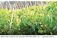 বাহুবলি টমেটো চাষে মফিজ মিয়ার বাজিমাত  
