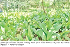 ফলবাগানে হলুদ চাষ করে লাভবান কৃষক  