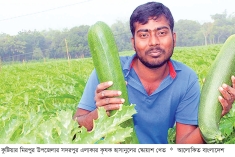বিদেশি সবজি স্কোয়াশ চাষে লাভবান কৃষক  