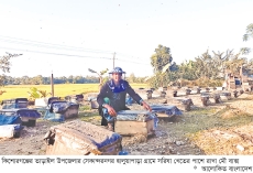 সরিষা থেকে মধু সংগ্রহে বাড়তি আয়  