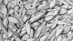 হারিয়ে যাওয়া দেশি মাছের গল্প  