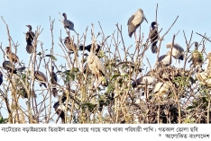 পাখির গ্রাম বড়াইগ্রামের তিরাইল  