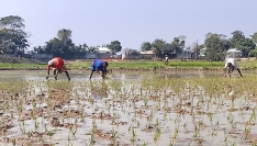 তাড়াইলে বোরো চারা রোপনে ব্যস্ত কৃষক 