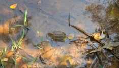 কমলগঞ্জে বাড়ির পাশে পুকুর থেকে গ্রেনেড উদ্ধার