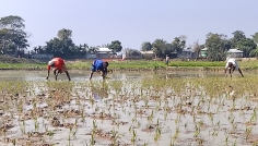 তাড়াইলে বোরো চারা রোপনে ব্যস্ত কৃষক 