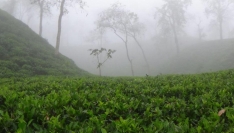 টানা ৪ দিন ধরে দেশের সর্বনিম্ন তাপমাত্রা শ্রীমঙ্গলে