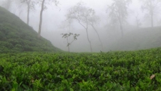 টানা ৪ দিন ধরে দেশের সর্বনিম্ন তাপমাত্রা শ্রীমঙ্গলে