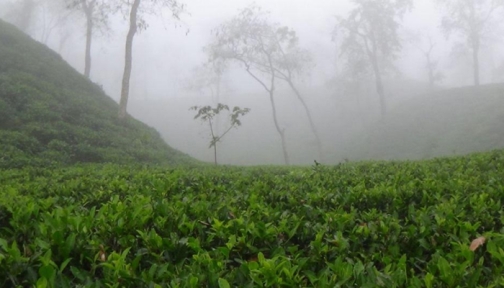 টানা ৪ দিন ধরে দেশের সর্বনিম্ন তাপমাত্রা শ্রীমঙ্গলে