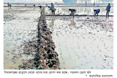 বোরো ধানের চারা রোপণে ব্যস্ত সিরাজগঞ্জের কৃষক  