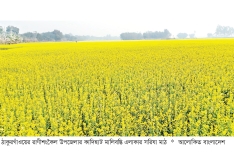 সরিষার ফলন নিয়ে আশাবাদী কৃষক   