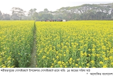 শরীয়তপুরে উন্নত জাতের সরিষা আবাদ বেড়েছে  