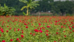 দিনাজপুরে গোলাপ চাষে লাভবান কৃষকরা