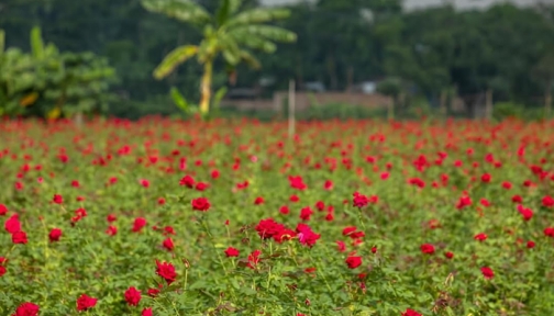 দিনাজপুরে গোলাপ চাষে লাভবান কৃষকরা