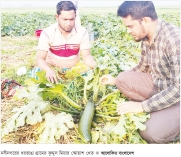 স্কোয়াশ চাষে বদলে যাচ্ছে নবীনগরের কৃষির চিত্র  