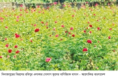 বিরলে গোলাপ চাষে ফিরছে সচ্ছলতা 
