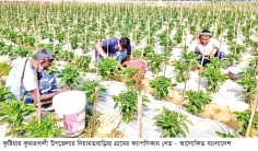 দৌলতপুরে ক্যাপসিকাম চাষে সাফল্য  