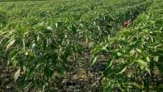 সিরাজগঞ্জে চরাঞ্চলে মরিচ চাষে বাম্পার ফলন