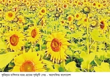 সূর্যমুখী চাষে বেশি লাভ  